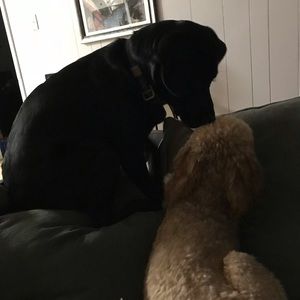 Meet your Posher, Jansen